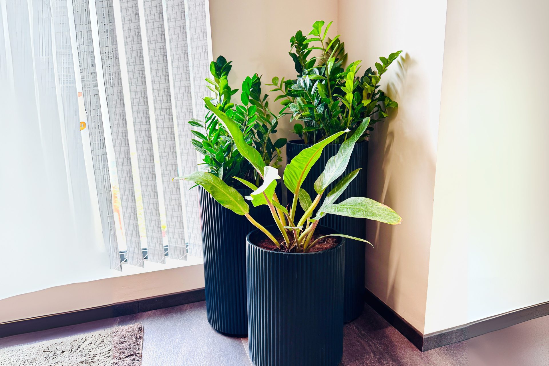 Dental Lavelle Room 2 Plants